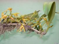 bulbophyllum_affinepb01_small.jpg