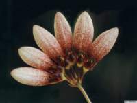 bulbophyllum_flabellumveneriskp2_small