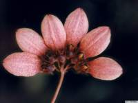 bulbophyllum_flabellumveneriskp5_small