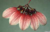 bulbophyllum_flabellumvenerislw_1det1_small.jpg