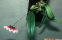 bulbophyllum_flabellumvenerislw_hab1_small.jpg