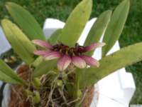 bulbophyllum_flabellumvenerispb01_small.jpg