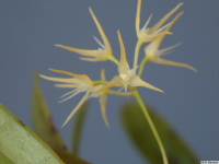 Bulbophyllum_laxiflorumPB2048