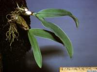 bulbophyllum_lemniscatoideslw_hab4