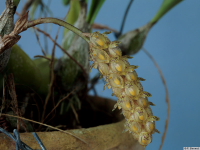 Bulbophyllum_micropetalumPB1793