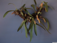 Bulbophyllum_micropetalumPB1835