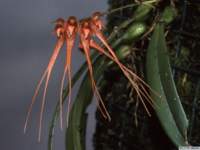 bulbophyllum_pectenvenerislw_1det1_small.jpg