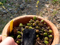 Bulbophyllum_polyrhizumPB1000990