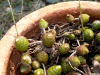 Bulbophyllum_polyrhizumPB1010005