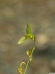 Bulbophyllum_polyrhizumPB1010035