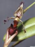 bulbophyllum_putidumlw_1ddet1