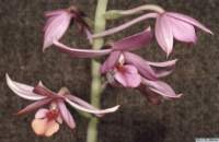 calanthe_sylvaticalw_02_1det1_small.jpg