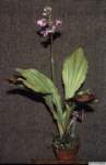 calanthe_sylvaticalw_02_hab1_small.jpg