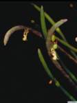 ceratostylis_subulatapo_38img0071_small.jpg