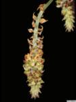 cleisomeria_lanatumpo_42img0093_small.jpg