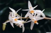 coelogyne_sanderaekp2_small.jpg