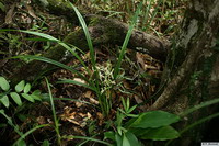 Cymbidium_ensifoliumPB0519