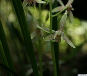 Cymbidium_ensifoliumPB0522