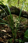 Cymbidium_ensifoliumPB0525