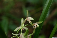 Cymbidium_ensifoliumPB0528