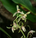 Cymbidium_ensifoliumPB0531