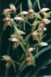 cymbidium_ensifoliumkp1_small.jpg