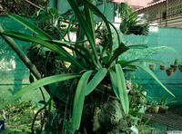 Cymbidium_bicolor_subsp_1