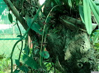 Cymbidium_bicolor_subsp_2