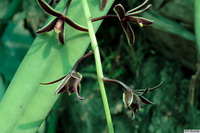 Cymbidium_bicolor_subsp_3