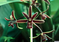 Cymbidium_bicolor_subsp