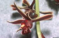 cymbidium_bicolor_subsp_obtusumlw_2det1_small.jpg