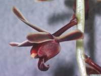 cymbidium_bicolor_subsp_obtusumlw_3det1_small.jpg