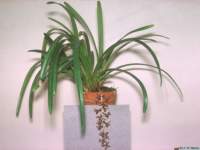 cymbidium_bicolor_subsp_obtusumlw_hab1_small.jpg