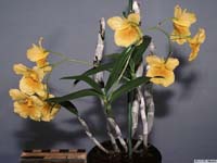 dendrobium_braianense_lw_hab1