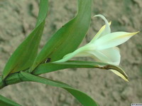 Dendrobium_cariniferumPB1010238