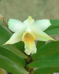 Dendrobium_cariniferumPB1010244