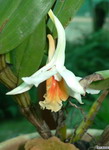 Dendrobium_cariniferumPB1030683