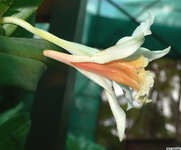 Dendrobium_cariniferumPB1030687