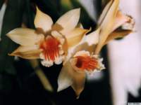 dendrobium_cariniferumkp