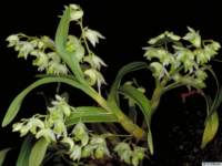 dendrobium_compactumpo_13img0045