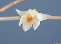 Dendrobium_exilePB1537