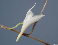 Dendrobium_exilePB1540