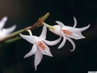 dendrobium_exilekp_small.jpg