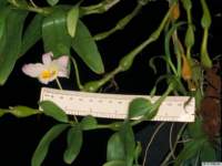 dendrobium_findlayanumpo_49img0014_small.jpg