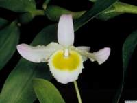 dendrobium_findlayanumpo_49img0015