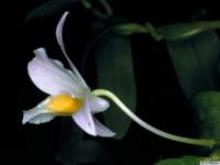 dendrobium_findlayanumpo_49img0016_small.jpg