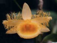 dendrobium_harveyanumkp_small.jpg