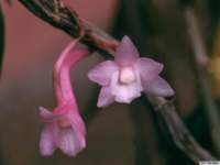 dendrobium_intricatumkp_small.jpg