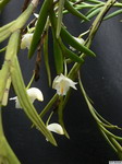 Dendrobium_parciflorumPB1050585