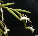 Dendrobium_parciflorumPB1050598